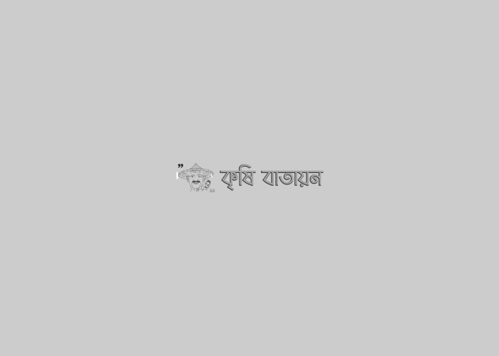 ফুলতলায় ড্রাগন ও খুরমা খেজুর চাষে আকরাম গাজীর সাফল্য