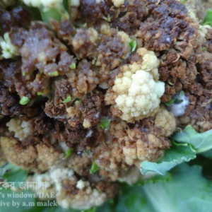 ফুলকপির কার্ড পঁচা রোগ