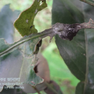 বাতাবি লেবুর সুটিমোল্ড রোগ