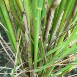 কাণ্ড পচা