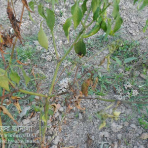 মরিচের আগা মরা রোগ