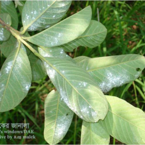 পেয়ারার সাদা মাছি পোকা