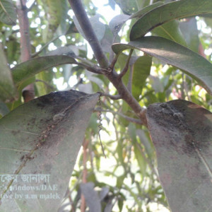 আমের শুটি মোল্ড