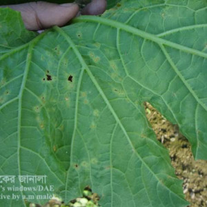 স্কোয়াশের ডাউনি মিলডিউ রোগ