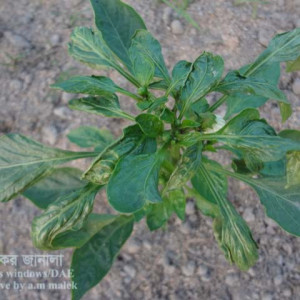 মিষ্টি মরিচের মাকড়