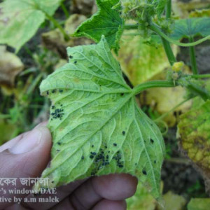 খিরার জাবপোকা