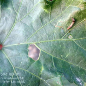 ঢেঁড়শের লেদা পোকা