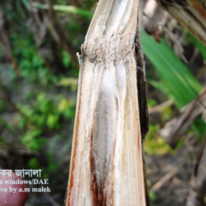 আখের উইল্ট রোগ