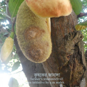 কাঁঠালের মুচি পঁচা রোগ