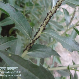 কুসুম ফুলের জাব পোকা