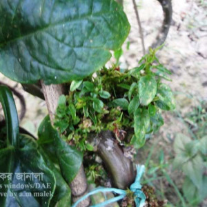 পুঁইশাকের দৈহিক বিকৃতি রোগ