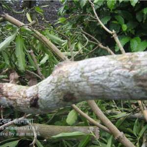 আমের কান্ড ছিদ্রকারি পোকা